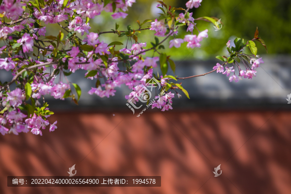 櫻花