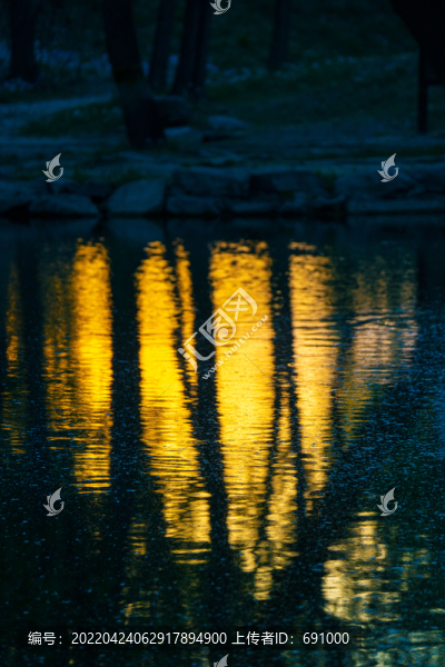傍晚湖面倒影的夕陽金光和樹影