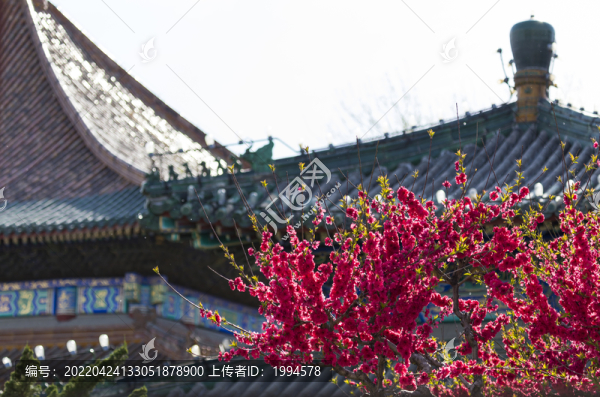 桃花