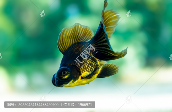 金魚特寫