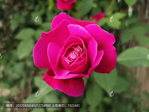 月季花花開