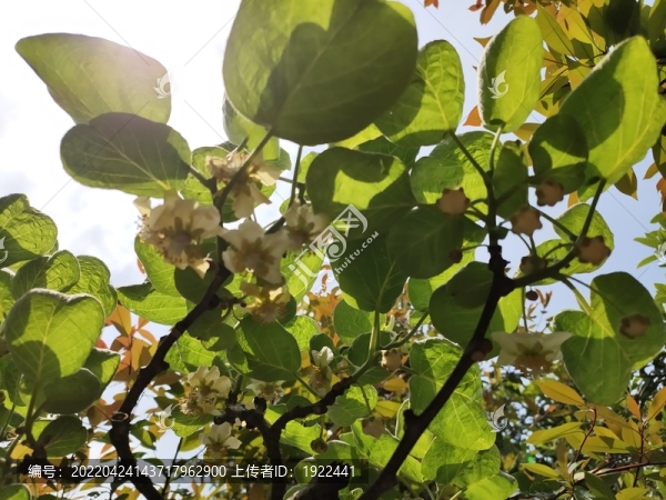 楊桃小花