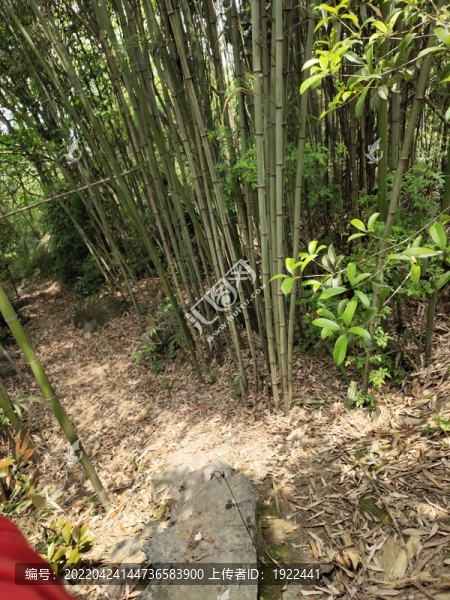 竹林與小路