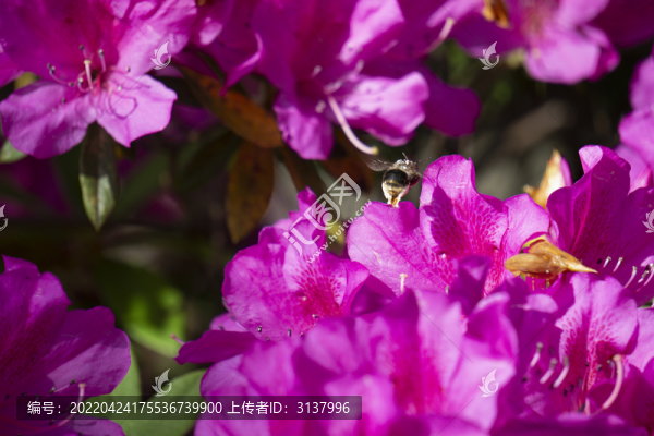 杜鵑花中蜜蜂游