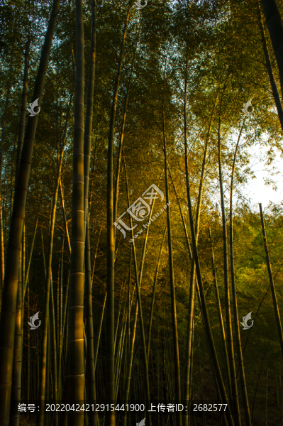 竹林