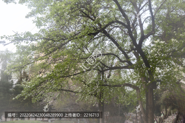 梨樹