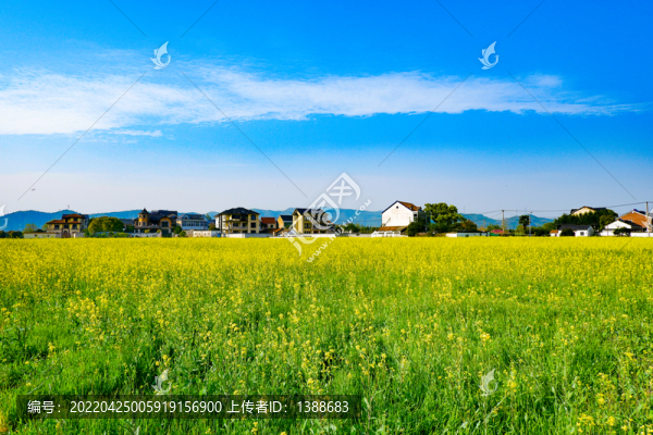 油菜花