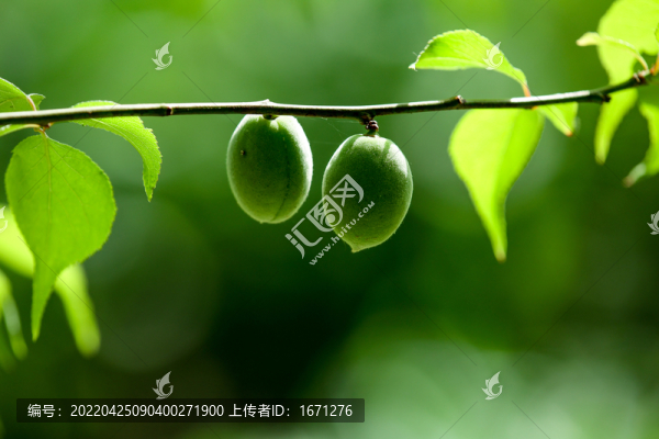 青梅