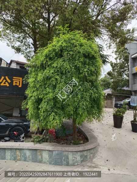 槐
