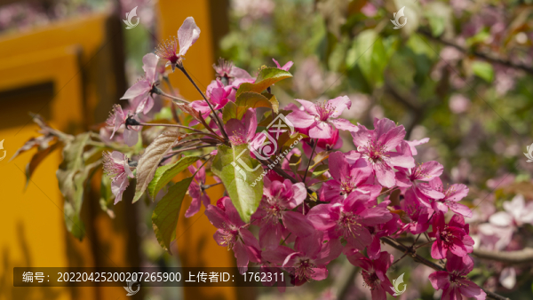 迎春花