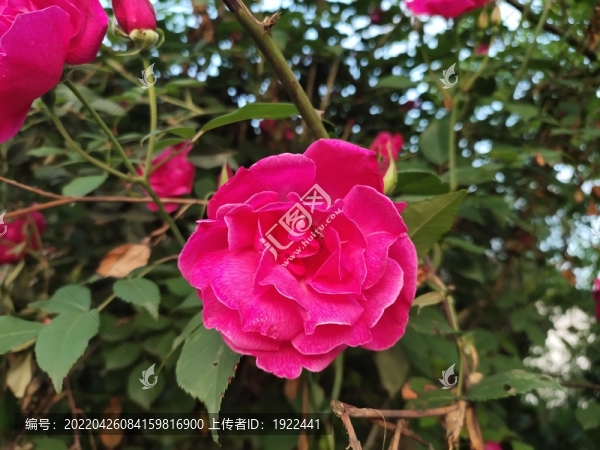 月季花
