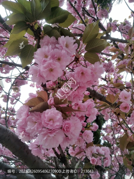 櫻花