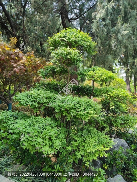 園林景觀樹(shù)