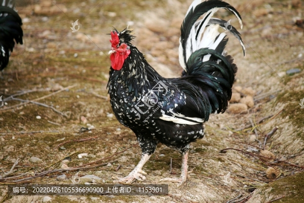 花公雞