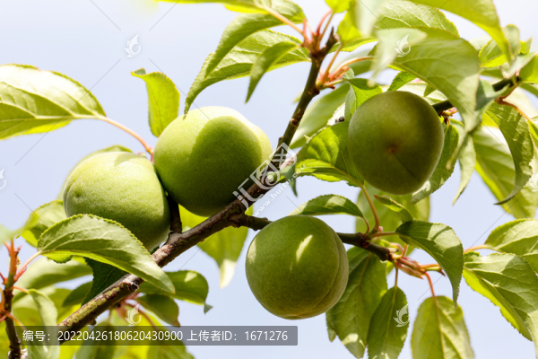 青梅