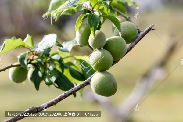 青梅