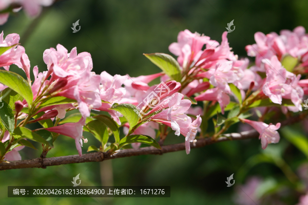 錦帶花