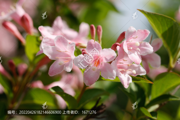 錦帶花