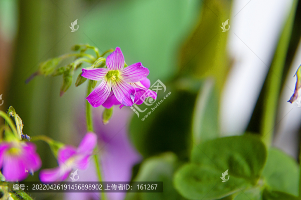 醉美三葉花