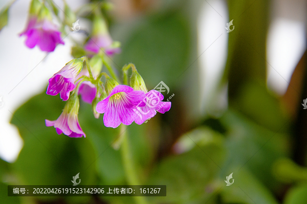 醉美三葉花
