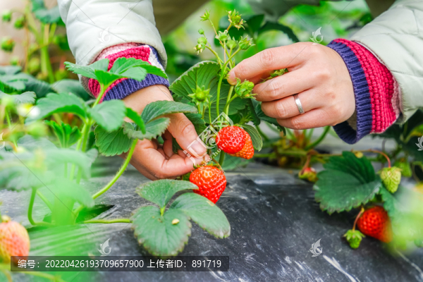 草莓采摘