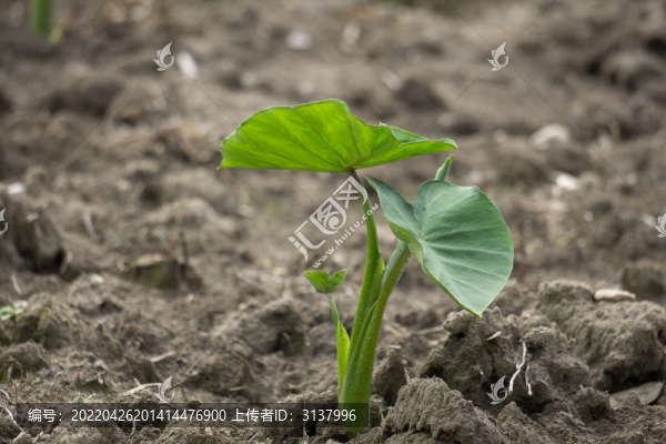 芋頭苗