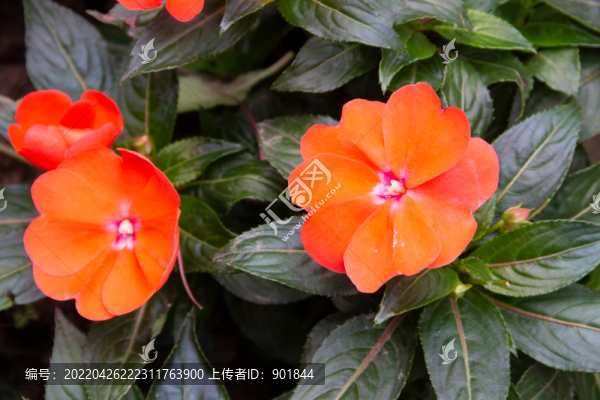 新幾內(nèi)亞鳳仙花的開花期