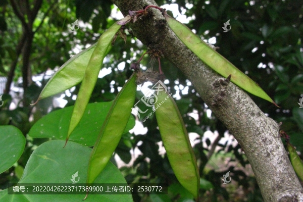 紫荊