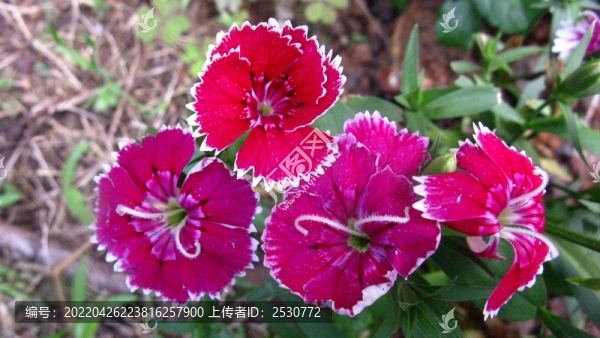 石竹