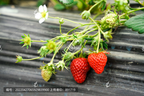 草莓園