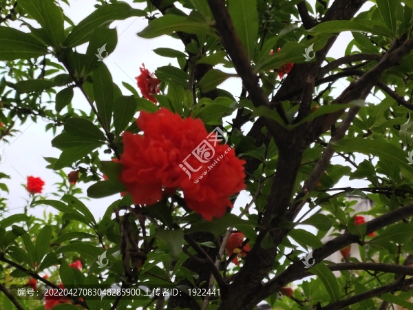 石榴花