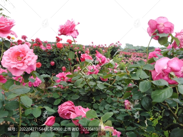 月季花