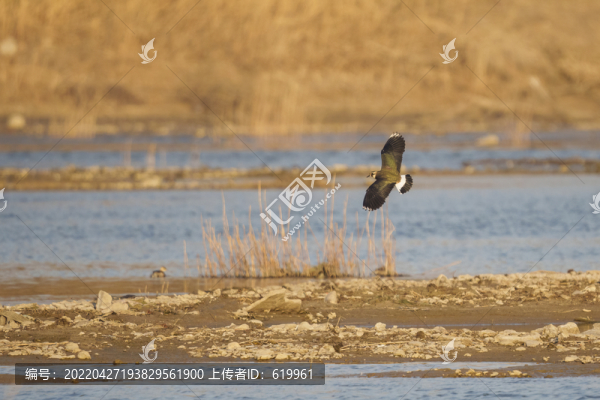 鳳頭麥雞在濕地飛翔