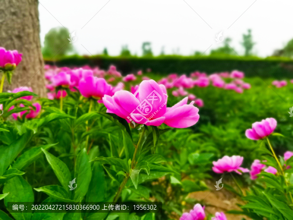 芍藥花