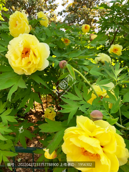 黃色牡丹花開(kāi)