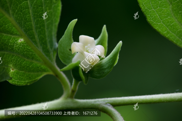 柿子花