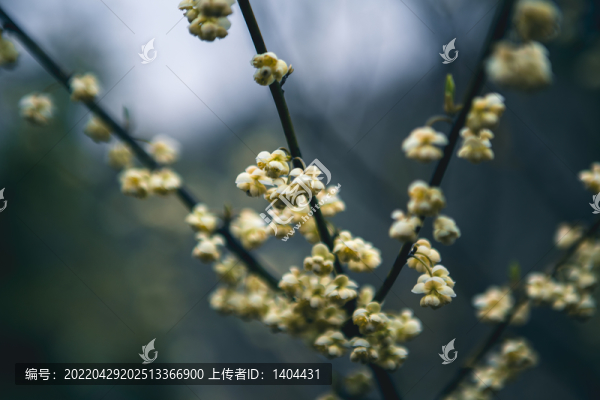 山雞椒花朵