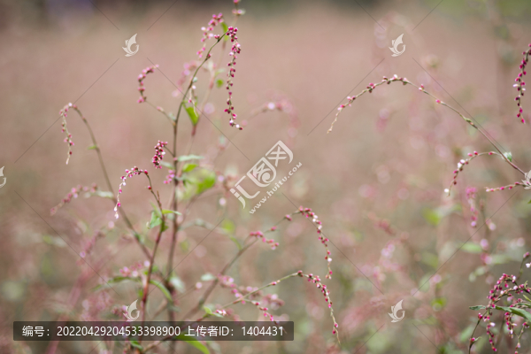 田里的長(zhǎng)鬃蓼