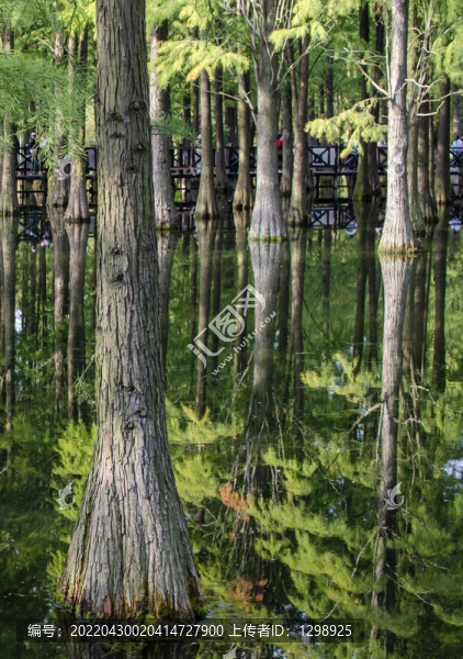 水杉景觀