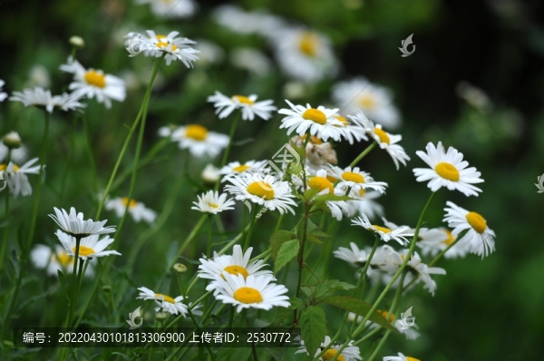 大濱菊