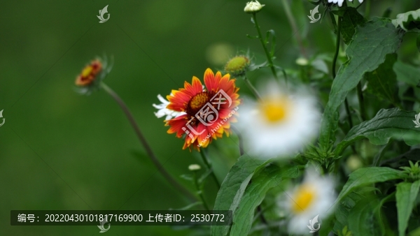 天人菊