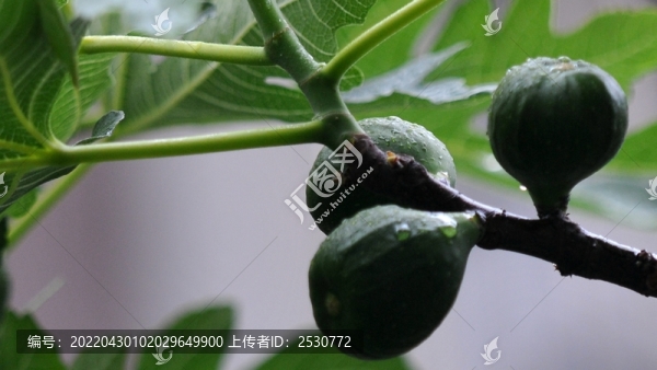 無(wú)花果