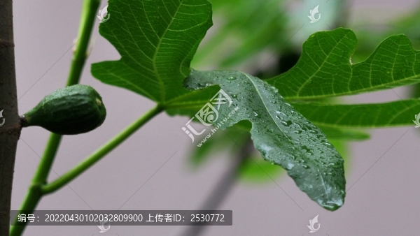 無花果