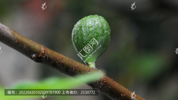 無花果