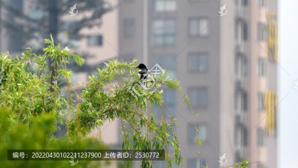 喜鵲