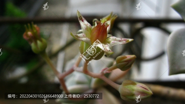 朧月