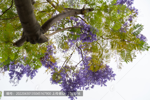 藍花楹