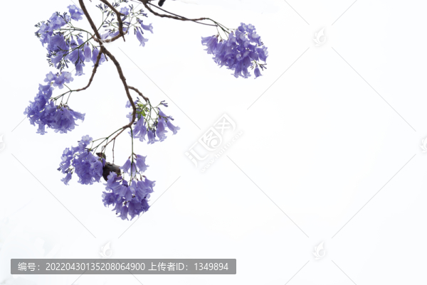 藍花楹