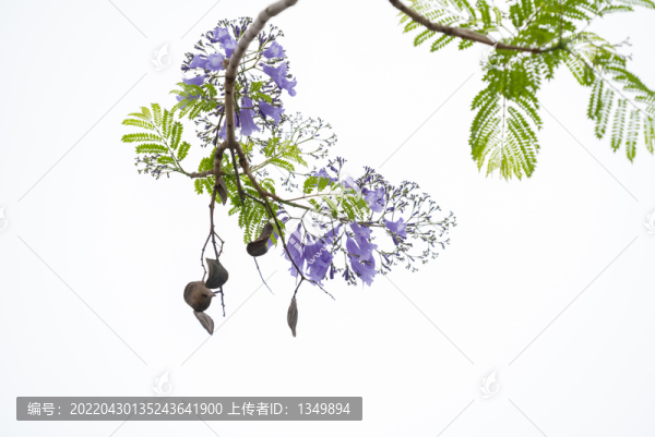 藍花楹