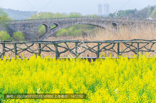 武漢東湖森林公園油菜花